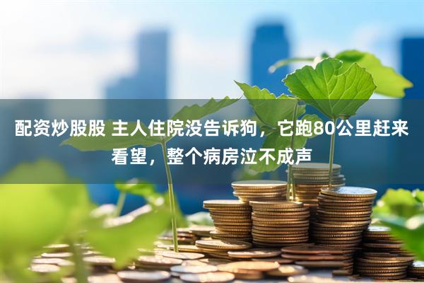 配资炒股股 主人住院没告诉狗，它跑80公里赶来看望，整个病房泣不成声